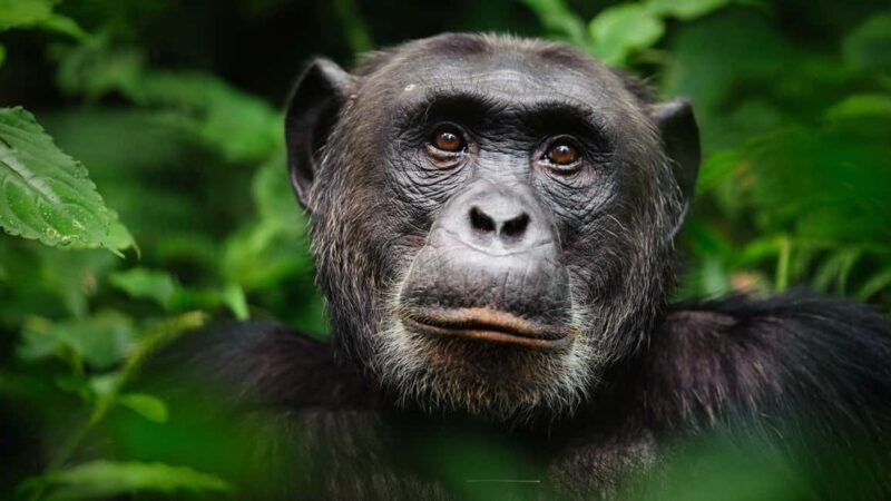 14-Day Uganda Adventure - Lake Bunyonyi and Mgahinga Gorilla Park: Scenic Relaxation and Cultural Encounters