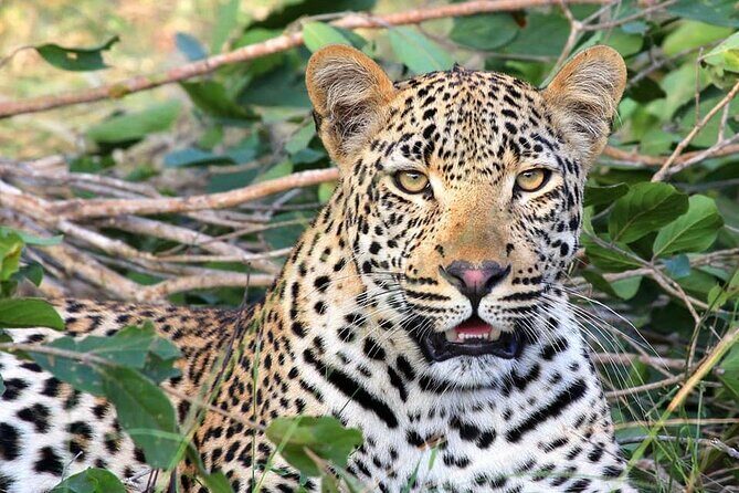 14 Days Uganda Safari Adventure, Gorilla Trekking and WildlifeTour - Key Points
