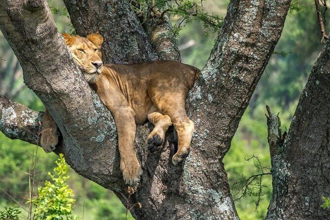 14 Days Uganda Safari Adventure, Gorilla Trekking and WildlifeTour - The Real Value of This Tour