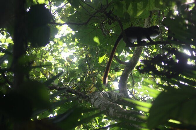 14 Days Uganda Safari Adventure, Gorilla Trekking and WildlifeTour - Authentic Experiences & Traveler Perspectives