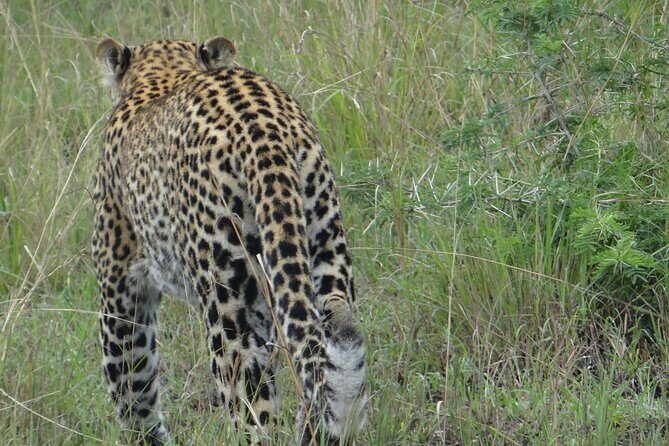 14 Days Uganda Safari Adventure, Gorilla Trekking and WildlifeTour - The Sum Up