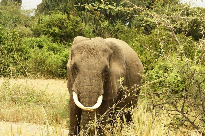14 Days Uganda Safari Adventure, Gorilla Trekking and WildlifeTour - FAQs