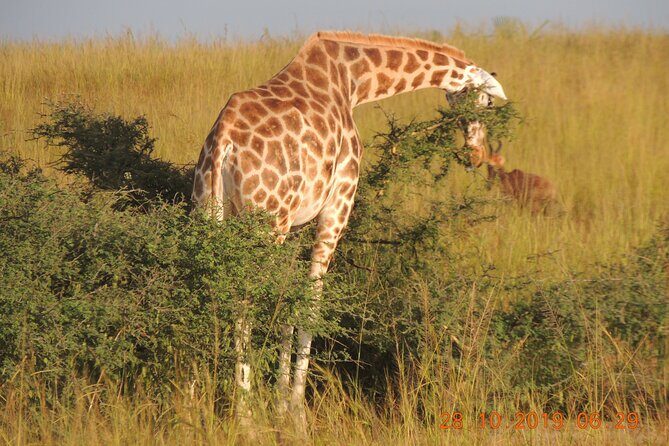 14 Days Uganda Wildlife and Primate Safari with Bigfive - FAQs