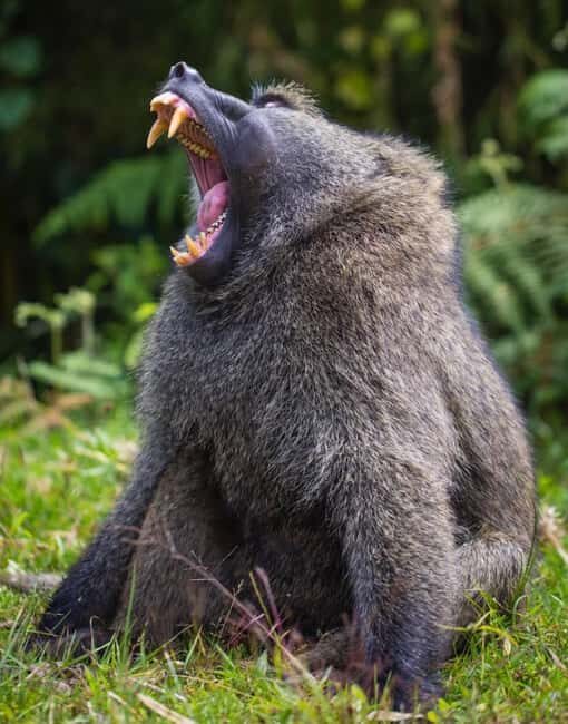 15-Day best of Rwanda Safari with Gorilla trek Experience. - FAQ