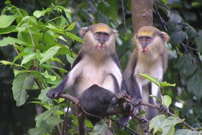15-Day Ghana Wildlife Private Tour - An In-Depth Look at the Itinerary