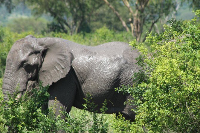 15-Day Gorilla and chimps Trekking, Big 5 and Nature Sighting Safari - How the Tour Balances Value and Experience