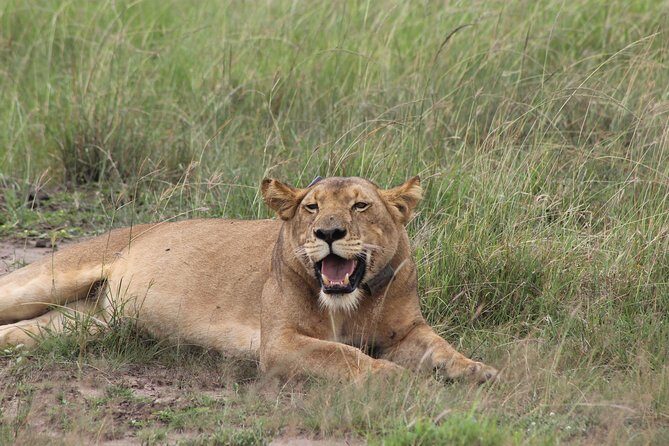 15-Day Gorilla and chimps Trekking, Big 5 and Nature Sighting Safari - Why This Tour Is Worth Considering