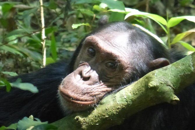 15 Day Gorillas, Chimps and Big 5 Safari Tour - Key Points
