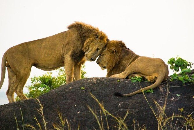 15 Day Gorillas, Chimps and Big 5 Safari Tour - Final Thoughts