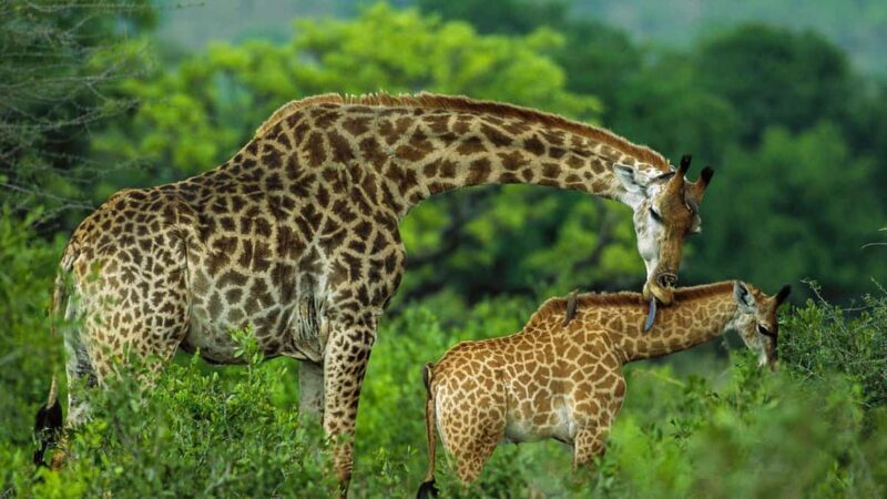 15 Days Best of Kenya & Tanzania Safari with Zanzibar Beach - Frequently Asked Questions