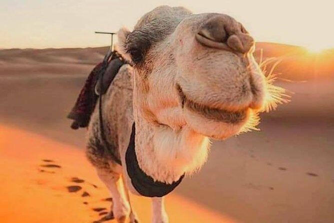 15 days tours all of Morocco from Casablanca - FAQ