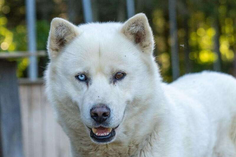 15 min. Tadoussac : Behind-the-Scenes Sled Dog Kennel Tour - What to Expect from This Sled Dog Kennel Tour
