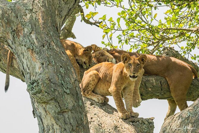 16-Day Photo Tour to Uganda and Tanzania - Authenticity and Authentic Experiences