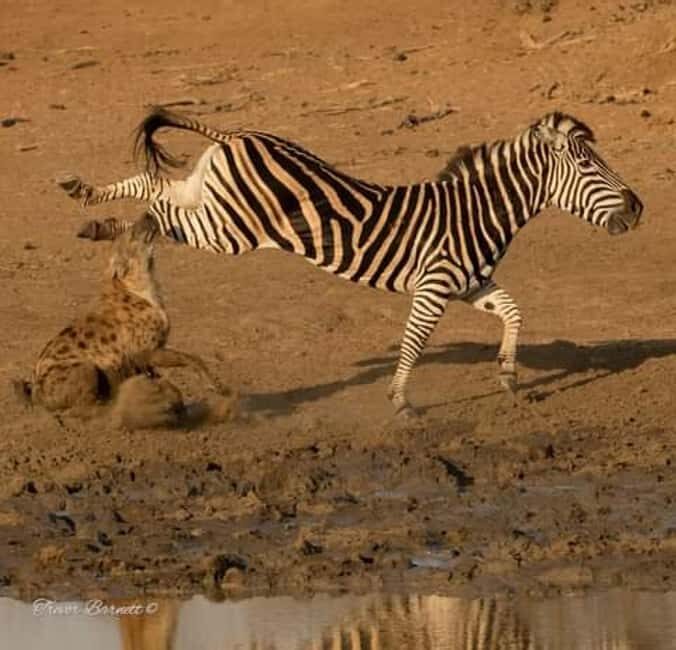 1Day Safari Tour Tarangire National Park Join Group - Key Points