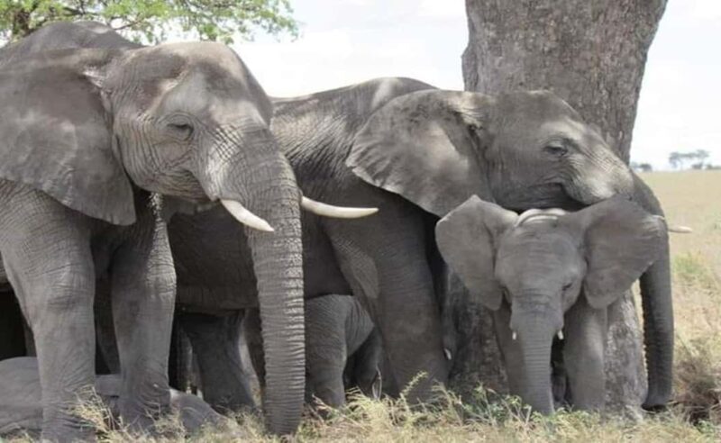 1Day Safari Tour Tarangire National Park Join Group - FAQs