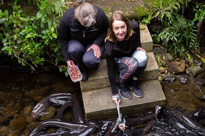 1Hour Guided Tour of Pkaha National Wildlife Centre - Is This Tour Right for You?