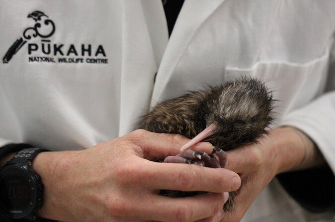 1Hour Guided Tour of Pkaha National Wildlife Centre - FAQ