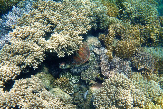 2 1/4 hr Low Isles Reef Sprinter Snorkeling Tour-No Island Access - An In-Depth Look at the Tour Experience