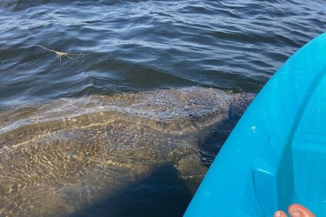 2.5 Hour Kayaking with Manatee and History Tour in Tarpon Springs - The Sum Up