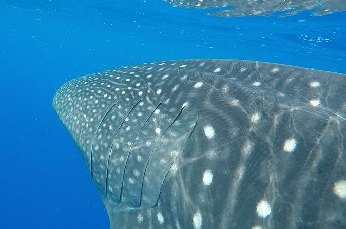 2.5 Hour Morning Snorkel - The Bottom Line