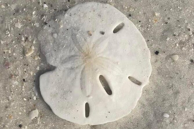 2.5 Hour Shell Key Island Adventure Including Dolphins And Shells - A Close Look at the Tour Experience