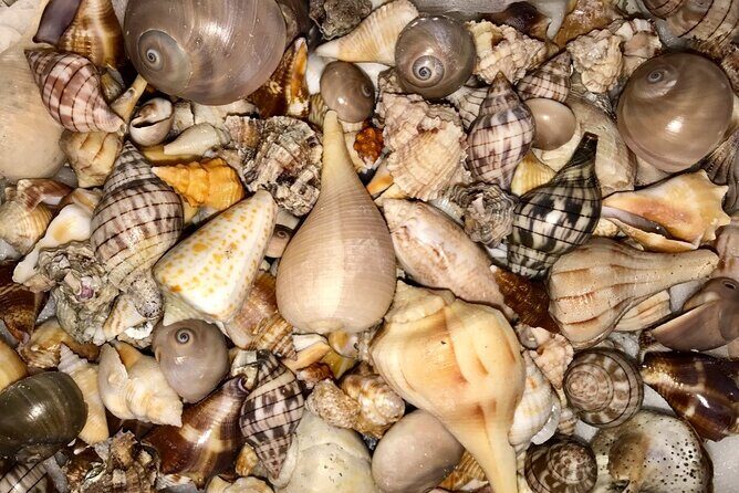 2.5 Hour Shell Key Island Adventure Including Dolphins And Shells - FAQ