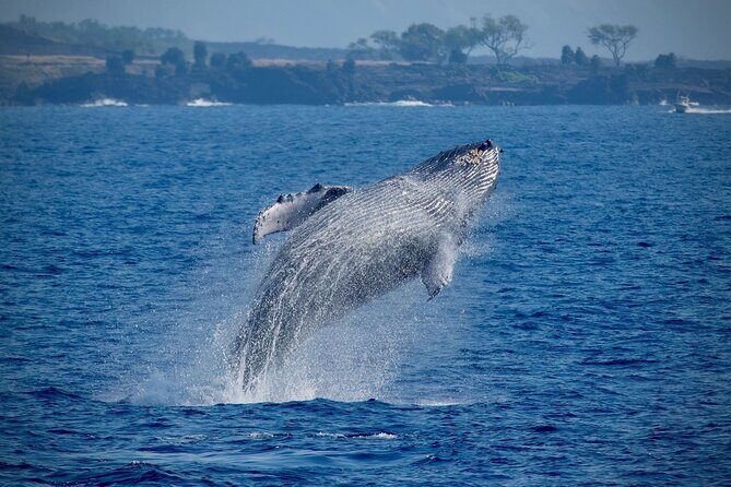 2.5-Hour Whale Watching On A 41' Super-Raft - Key Points