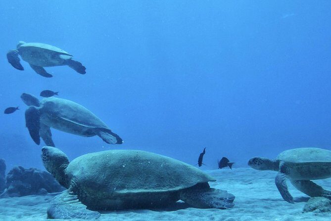 2.5 Hour Xpress Snorkel from Kaanapali Beach - What to Expect on Your Snorkel Adventure
