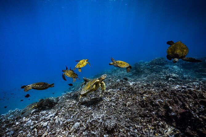 2.5 Hour Xpress Snorkel from Kaanapali Beach - Frequently Asked Questions