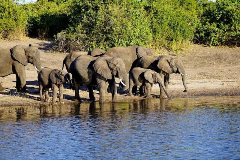 2-day 1-night safari from Zanzibar to Nyerere by flight - Discovering Tanzania’s Wildlife in Just Two Days