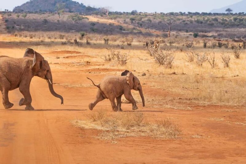 2-day 1-night safari from Zanzibar to Nyerere by flight - Key Points