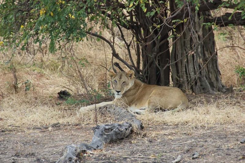 2-day 1-night safari from Zanzibar to Nyerere by flight - The Second Day: River and Flight