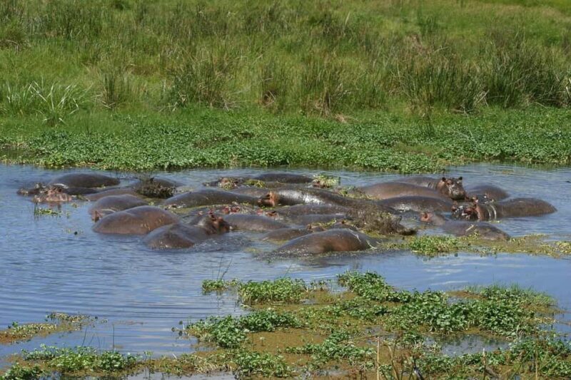 2-day 1-night to Tarangire Park & Like Manyara from Zanzibar - Key Points