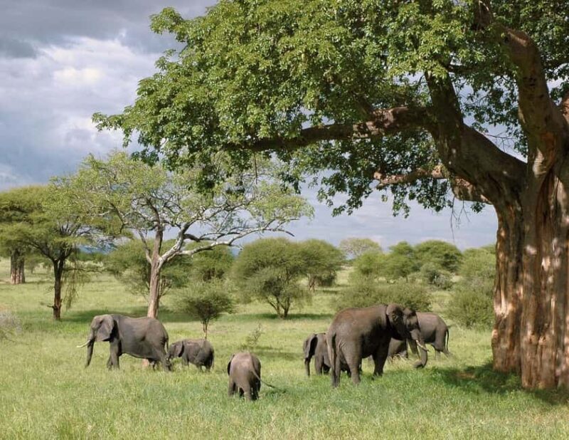 2-day 1-night to Tarangire Park & Like Manyara from Zanzibar - A Deep Dive into the Experience