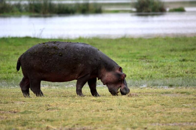 2-day 1-night to Tarangire Park & Like Manyara from Zanzibar - Who Is This Tour Best For?