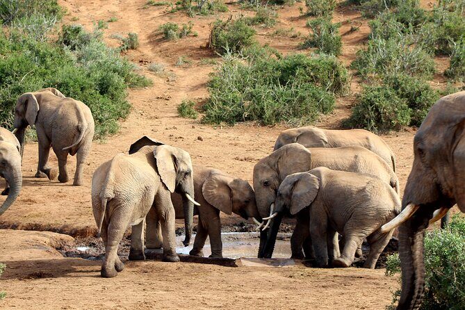 2 Day Addo Elephant Park Safari - An In-Depth Look at the Addo Elephant Park Safari Experience