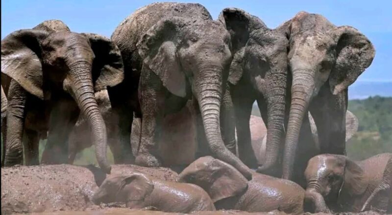 2-Day Addo Elephant Safari From Port Elizabeth - What Makes This Tour Stand Out