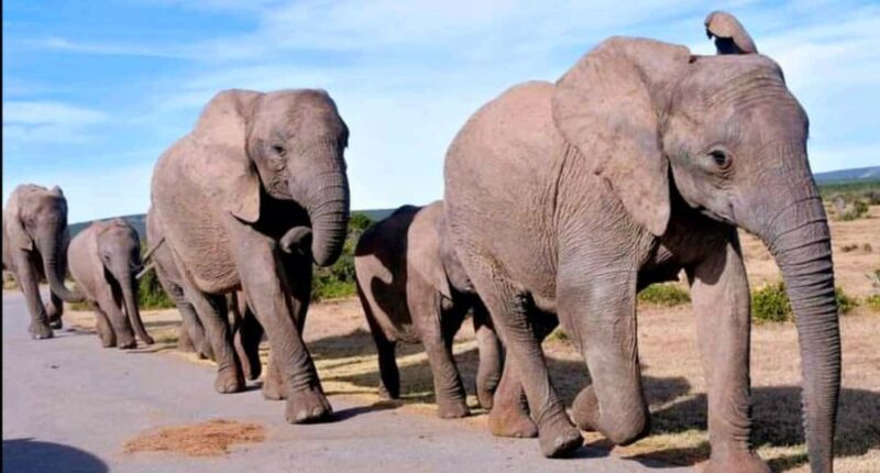 2-Day Addo Elephant Safari From Port Elizabeth - Value and Suitability