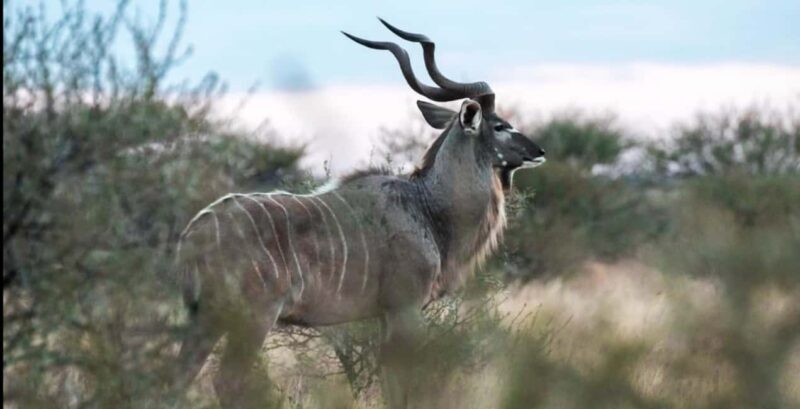 2-Day Addo Elephant Safari From Port Elizabeth - Who Will Love This Tour?