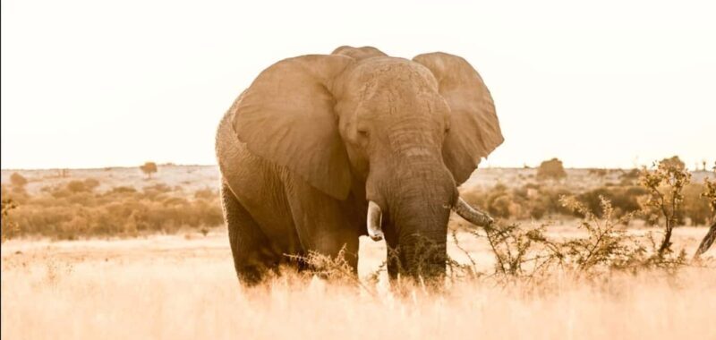 2-Day Addo Elephant Safari From Port Elizabeth - FAQ