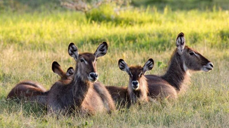 2-Day African Natural Wonders Safari - An Honest Look at the 2-Day African Natural Wonders Safari