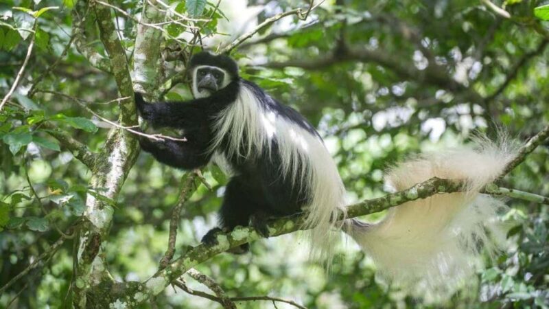 2-Day African Natural Wonders Safari - Day 1: Exploring Arusha National Park