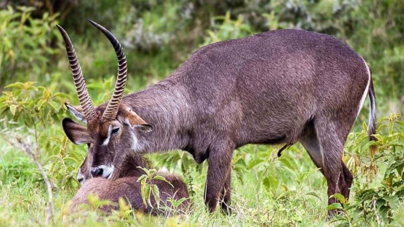 2-Day African Natural Wonders Safari - Practical Details: What To Expect