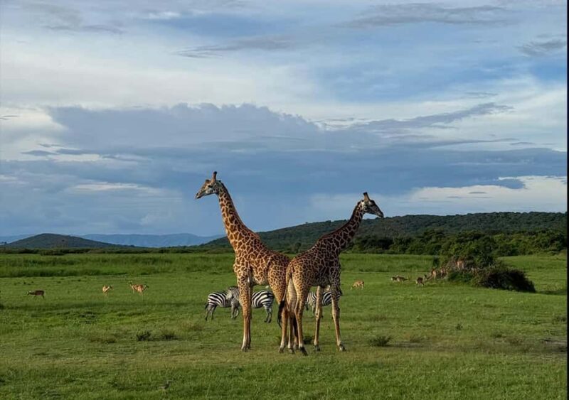 2 Day Akagera Big 5 Game drive Safari & Highest Peak Camping - An In-Depth Look at the 2-Day Akagera Safari Experience
