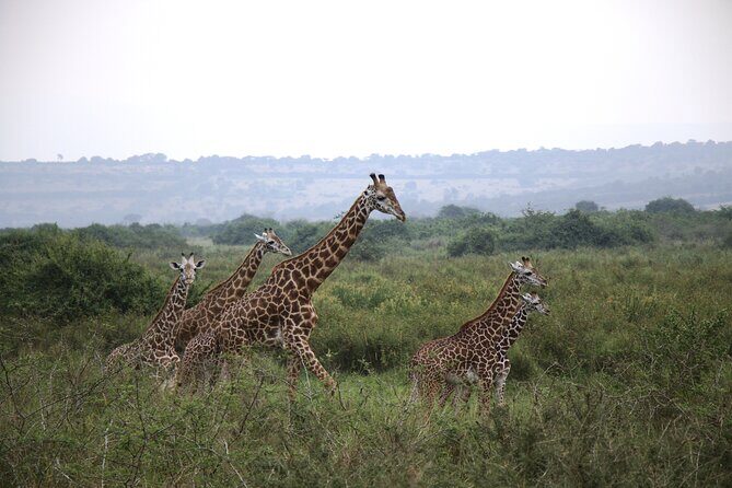 2-Day Akagera National Park Game Drive, Ihema boat trip with a Choice 4x4 - An In-Depth Look at the Tour Experience