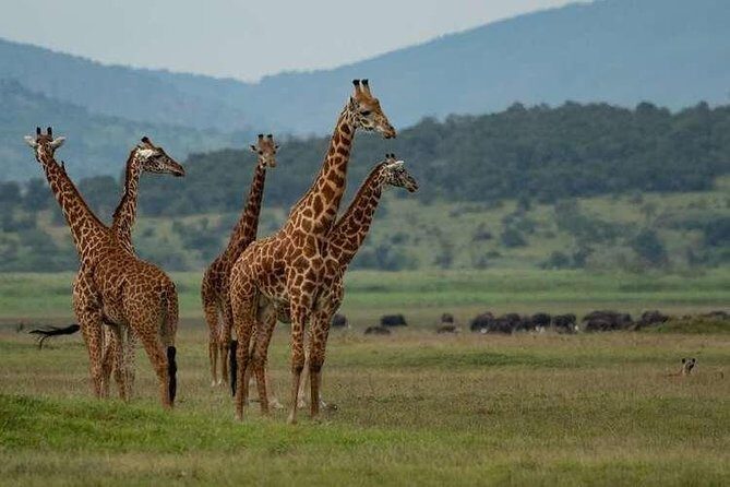 2-Day Akagera National Park Safari Adventure - Key Points