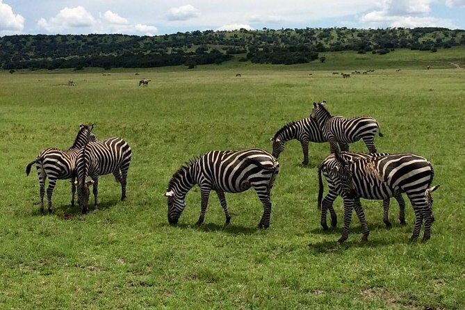 2-Day Akagera National Park Safari Adventure - An In-Depth Look at the 2-Day Akagera Safari
