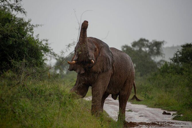 2-Day Akagera National Park Safari Adventure - FAQs