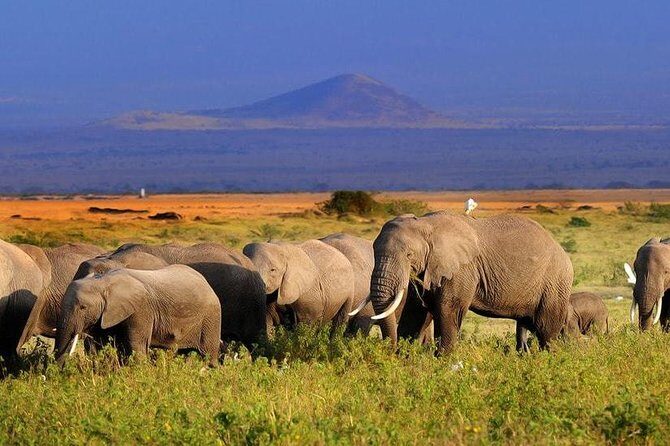2-Day Amboseli National Park Safari- Daily Departures - What We Love About This Tour