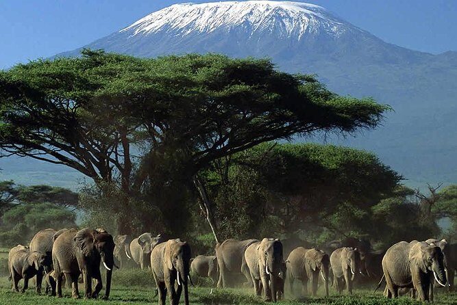 2-Day Amboseli National Park Safari- Daily Departures - Practicalities and Considerations